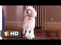 Look Who's Talking Now (1993) - Brand New Poodle Scene (3/10) | Movieclips