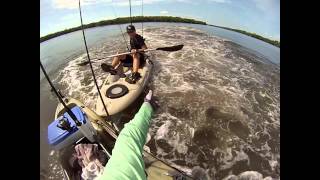 When Manatees Attack