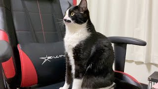 ゲーミングチェアを独占して満足するまで遊ぶ猫