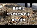 【生姜】栽培　最初が肝心！！種ショウガの割り方と植え付けまで【農家の家庭菜園】