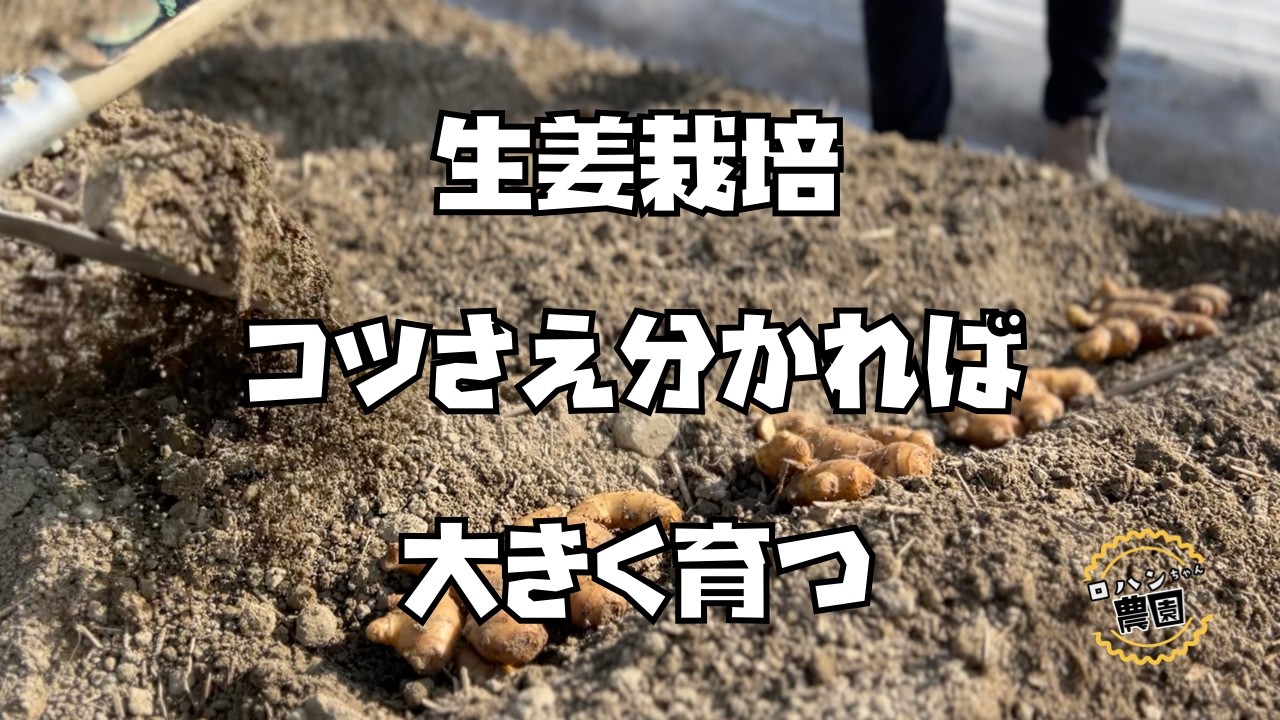 【生姜】栽培　最初が肝心！！種ショウガの割り方と植え付けまで【農家の家庭菜園】