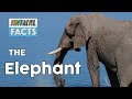 Animal fact - The Elephant