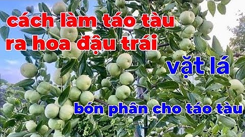 Tại sao cây táo tàu không đâu trái.Cách làm cây táo tàu ra hoa đậu trái, bón phân cho táo tàu.