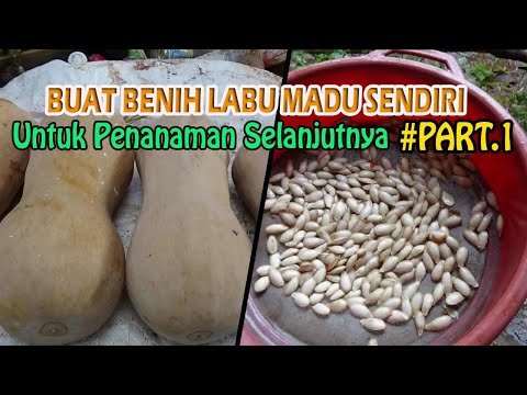 Cara Membuat Bibit Labu Madu