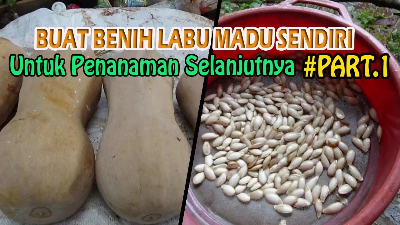 Buat Benih Labu Madu Sendiri Dari Hasil Panen ( Persemaian Benih ) PART 1