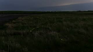 Photographer Captures Stunning Fireflies Timelapse
