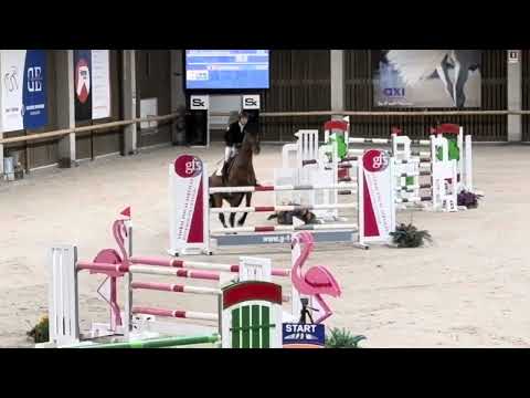 Gin Flip de Muze Z - 7yo Stallion competition Zellik