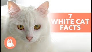 7 FACTS About WHITE CATS  Some May Surprise You!