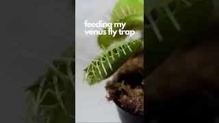 Feeding my Venus fly trap a cockroach #explore #fyp #shorts
