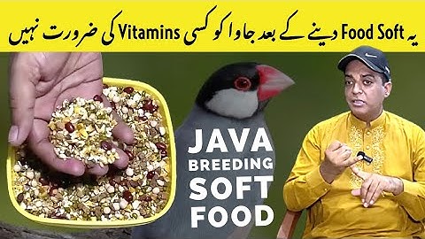 Java Breeding Soft Food|| Java Breeding Diet|| Breeding Formula|| Java Finch Complete Diet Plan