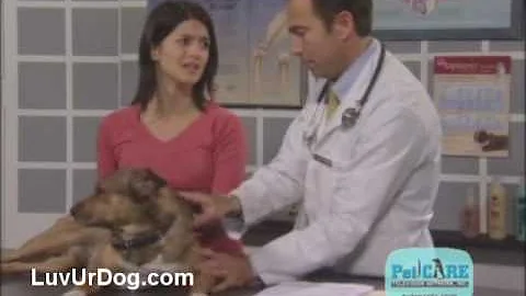 Allergic Skin Disease in Pets