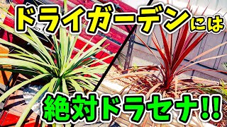 【観葉植物】 ドライガーデンにはドラセナ&コルジリネでしょ！！ ニオイシュロラン No.124 ガーデニング ドライガーデン ロックガーデン