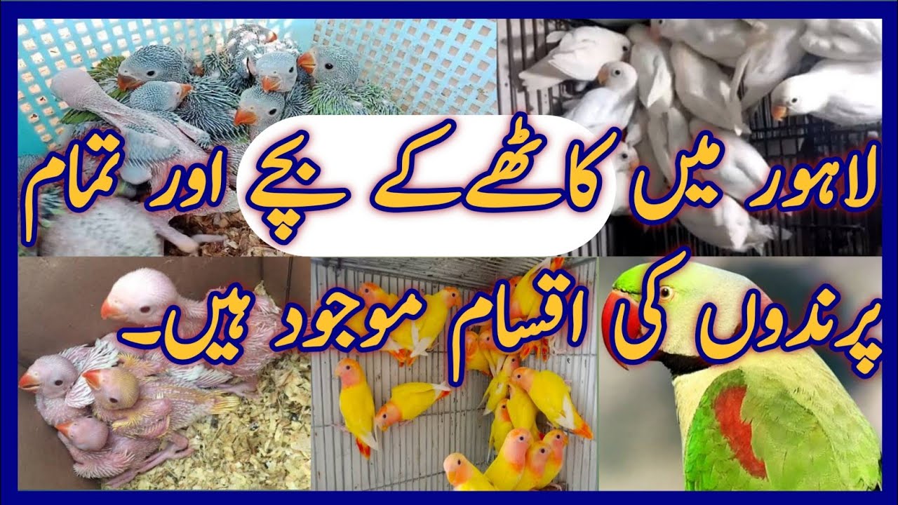 RINGNECK CHICKS Lahore Birds Market Latest Update HAJVERY Birds Shop