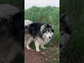 Dog Youtubeshorts Comedy Trendingshorts Cute Qis Nature Funny Shorts Dog Youtubeshorts Comedy Trendingshorts Cute Qis Nature Funny Shorts