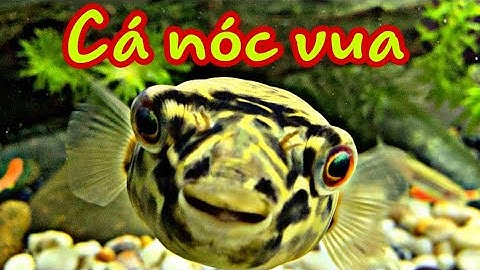 Cá nóc MBU cá nóc nước ngọt lớn nhất hành tinh (vua của loài cá nóc)