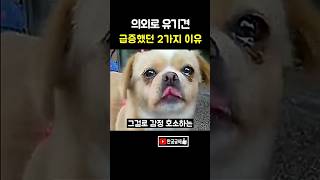 유기견이 급증했던 2가지 이유 ㄷㄷ
