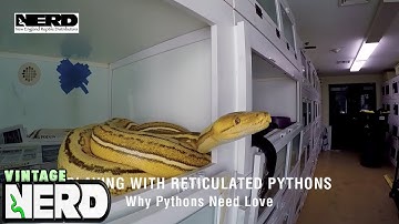 Playing with Reticulated Pythons-Why Pythons Need Love