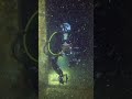 Wreck Diver Training NZ #Shorts