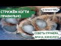 Когда пора стричь когти собаке? Стрижем когти собаке правильно: Советы ветеринара, кинолога, грумера