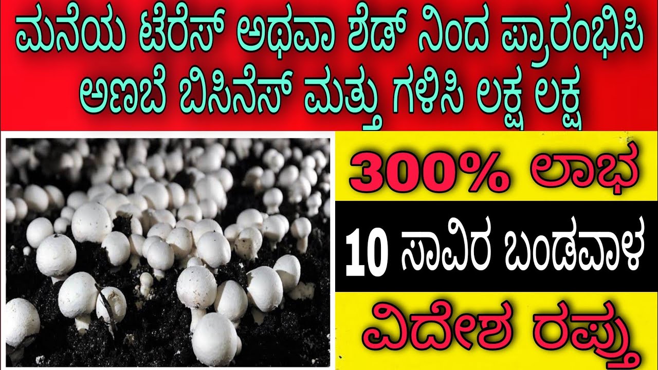 mushroom farming business plan in kannada