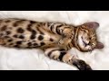 Bengal cat mimis birt.ay