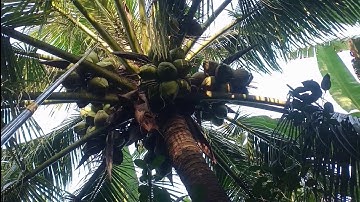 Bữa Nay Đi Bẫy Cũng Kiếm Được Hai Ký Chuột Dừa | NI NGUYỄN TV #702