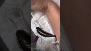 Feeding Stoker the leech
