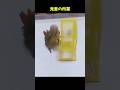 【鳥定期#40】あまりに鬼畜過ぎる場面に遭遇したw#ペット #鳥 #インコ