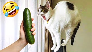 Funniest CATS 😹 Don't Try To Hold Back Laughter 😂 😹 by The Cat's Pajamas 880 views 9 months ago 9 minutes, 35 seconds