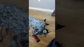 Mini Blue Heelers, the vicious killers.