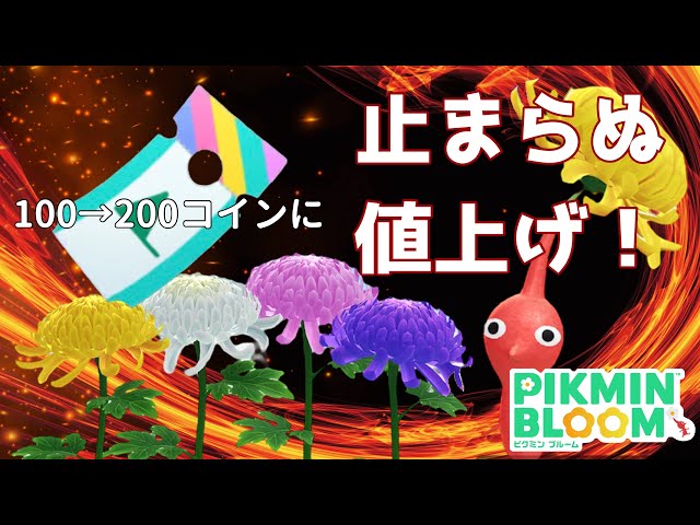 11月に登場する菊の花、ウィークリーチャレンジチケットが値上がりする
