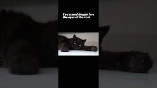 I've been a very good void 👁️👁️ #cats #catsshorts #shorts