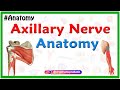 Axillary nerve Anatomy : Origin, Course, Branches, innervation #Usmle Anatomy