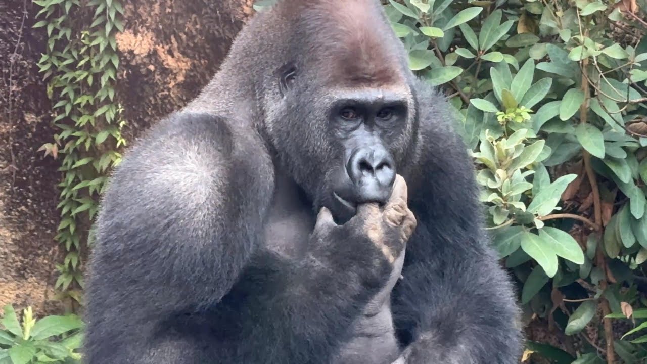 ちびっこにファンサするゲンタロウくん【‎2025年11月13日‎】【上野