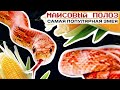 МАИСОВЫЙ ПОЛОЗ - САМАЯ ПОПУЛЯРНАЯ ЗМЕЯ | Содержание, уход, а еще РОЗЫГРЫШ ХАБИТАТА СО ЗМЕЕЙ