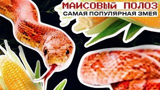 МАИСОВЫЙ ПОЛОЗ - САМАЯ ПОПУЛЯРНАЯ ЗМЕЯ | Содержание, уход, а еще РОЗЫГРЫШ ХАБИТАТА СО ЗМЕЕЙ