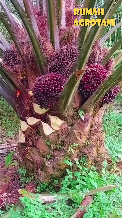 Here's How to Harvest Oil Palms