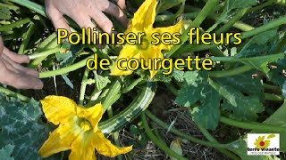 Polliniser ses fleurs de courgette - Terre vivante