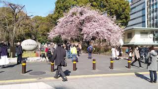 Early blooming cherry blossoms in Ueno Park 上野公園の早咲きの桜 | Tokyo, Japan MAR 2021