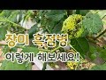 [치치의가드닝클래스] 장미 흑점병(흑반병)과 대처 방법_How to treat Black Spot on Roses