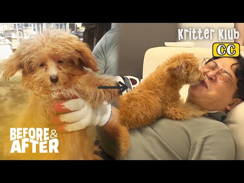 Video: Mütterlicher Rettungshund begrüßt Kitten Into Her Litter Of Foster Puppies