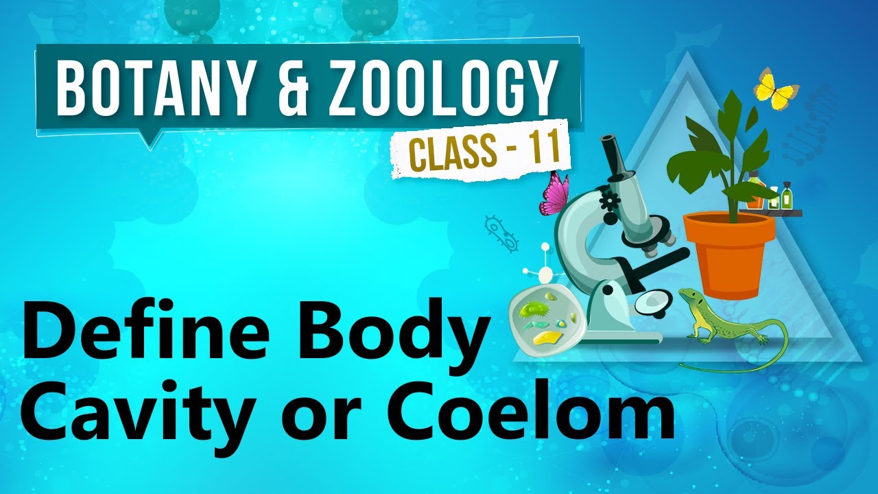 body cavity coelom