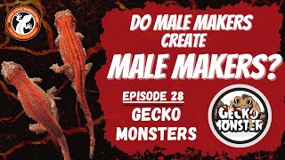 Do Male Makers Make Male Makers?  GeckoCoveConnection Gecko Monsters