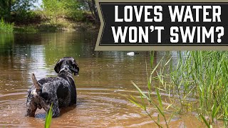 My DOG Loves WATER But WON'T Swim!
