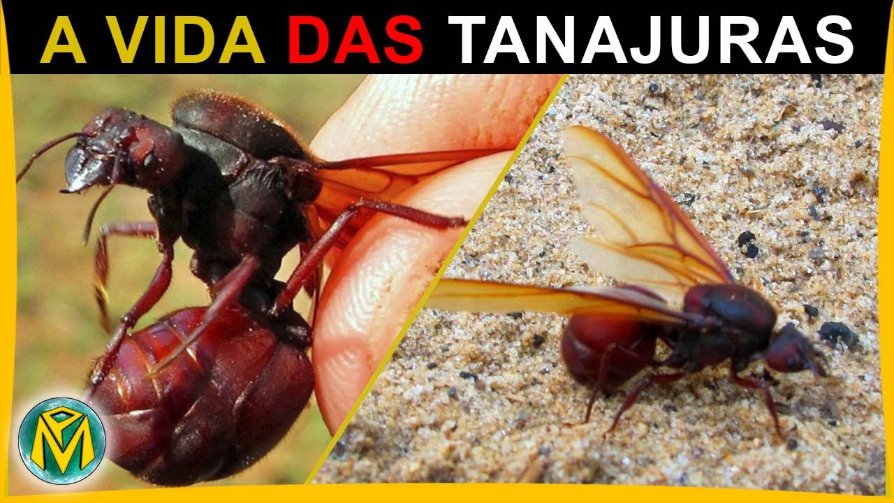 quem-a-tanajura-em-um-formigueiro-youtube