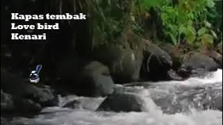 Terapi suara air, kapas tembak, Lovebird dan Kenari