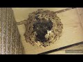 エアガンで蜂の巣駆除（編集まとめフルバージョン）