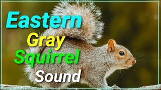 Eastern Gray Squirrel Call Sound effect | Remasterd | Hunt | Loud screenshot 2