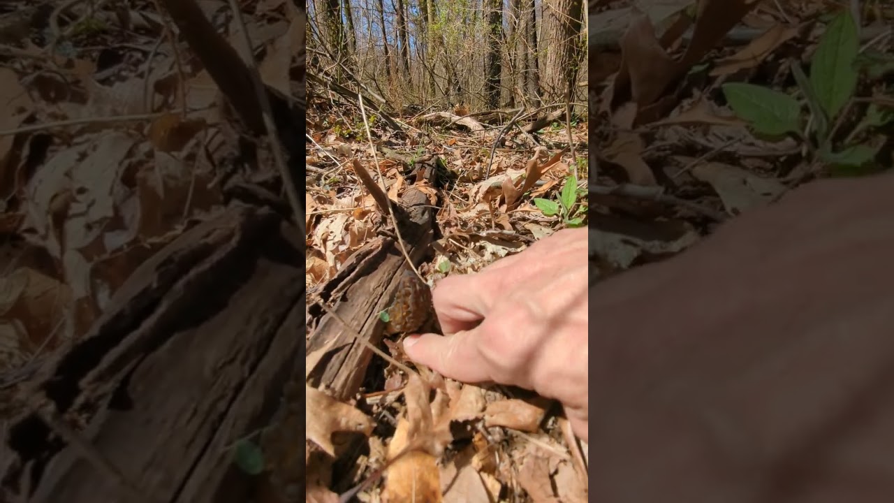 Early Black Morel habitat in northeast Ohio.