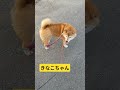 きなこちゃん#柴犬 #柴犬のいる暮らし #犬 #ペット #かわいい #さんぽ